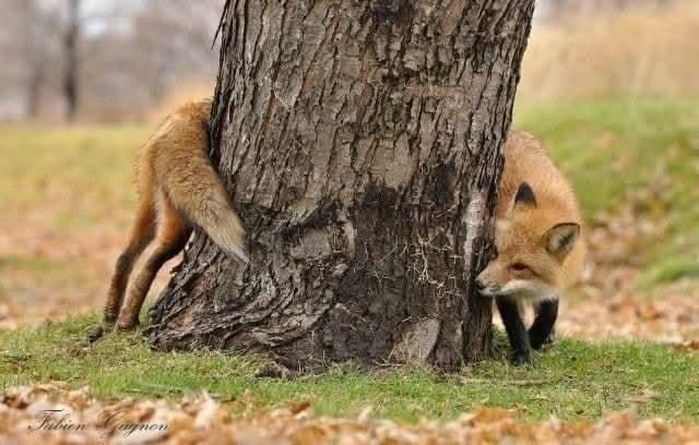 Líška schovávajúca sa za stromom v parku, s hlavou na jednej strane a chvostom na druhej. Jesenné lístie pokrýva zem.