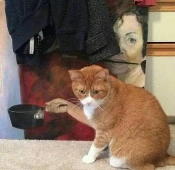 Zrzavá mačka s prekvapeným výrazom sedí pri obraze osoby držiacej hrniec.