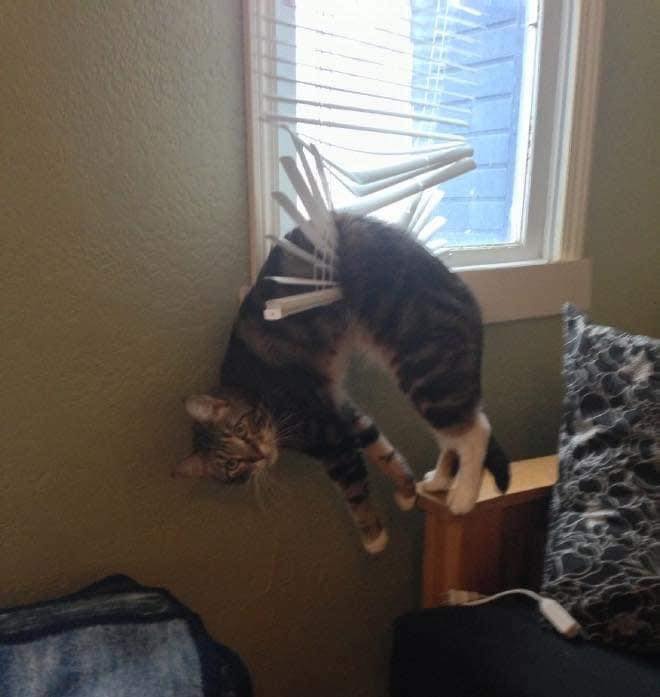 Mačka zaseknutá v žalúziách pri okne, visí dolu hlavou v obývacej izbe.