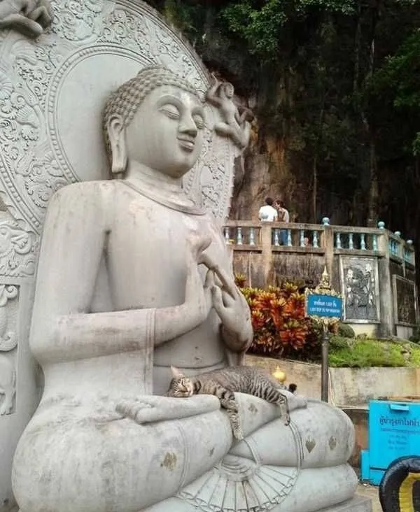 Socha Budhu s ležiacou mačkou na kolenách v budhistickej svätyni pod holým nebom.