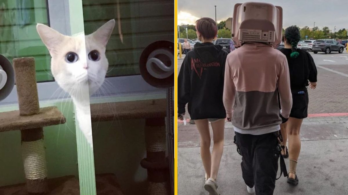 Naľavo: mačka za sklom s rozkošným pohľadom. Napravo: človek s televízorom na hlave v obchodnom centre.