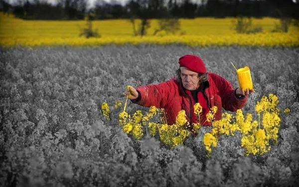 Osoba v červenom kabáte a barete skúma žlté kvety repky na čiernobielom poli.