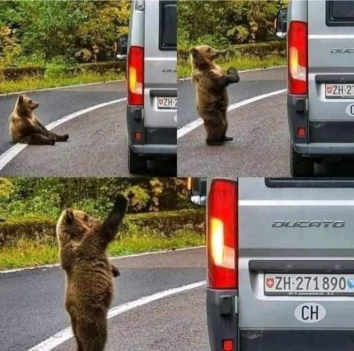 Malé medvieďa na ceste pri dodávke, hravo pózuje a skúma okolie lesnatej krajiny.