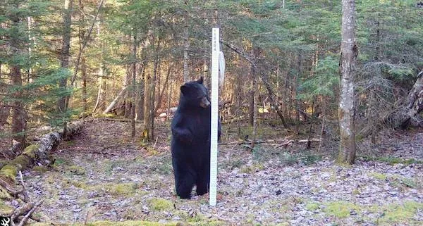 Medveď stojí vedľa vysokého meradla v lese, skúma okolie počas pokojného dňa na čerstvom vzduchu.