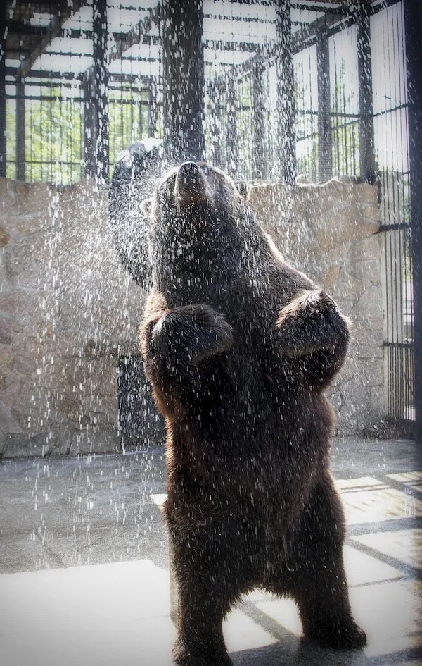 Medveď si užíva sprchu v zoo, stojí na zadných nohách a osviežuje sa vodou padajúcou z výšky.