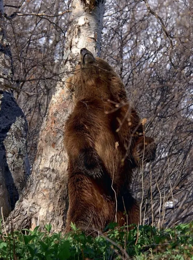 Medveď hnedý si škrabe chrbát o strom v lesnom prostredí.