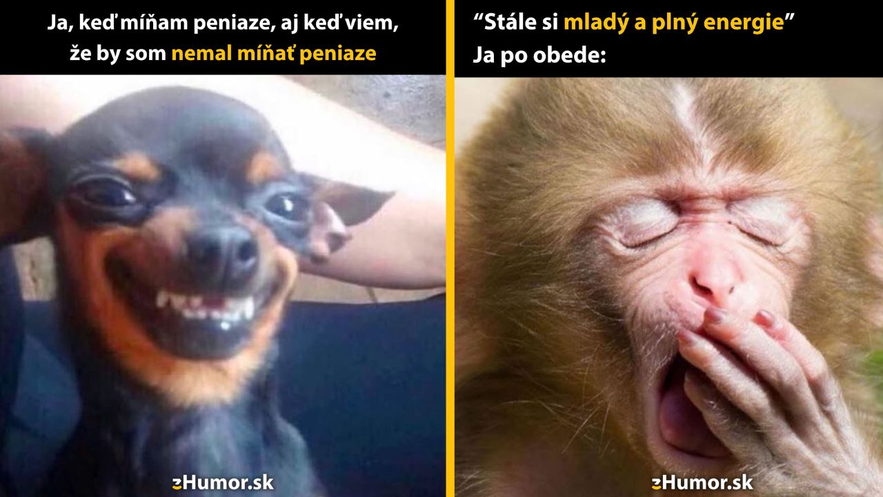 Pes s úsmevom a zívajúca opica humorne vyjadrujú trápenia nakupovania a energie po obede.