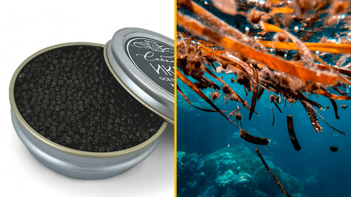 Otvorená konzerva kaviáru vedľa podmorskej scenérie s riasami a koralmi.