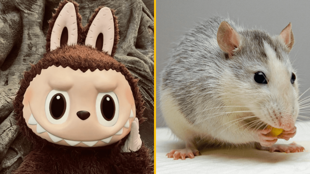 Animovaný medvedík a reálna biela potkanica zoči-voči na rozdelenej obrazovke.