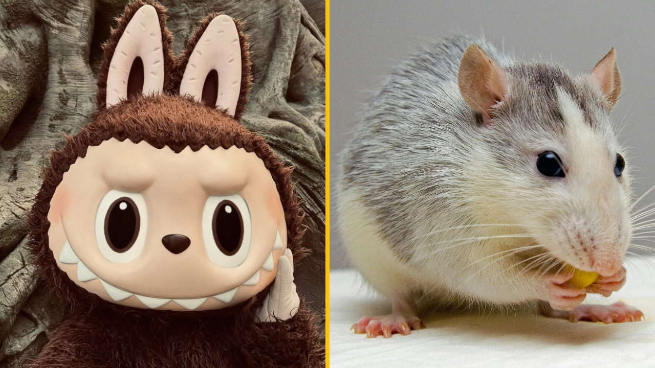 Animovaný medvedík a reálna biela potkanica zoči-voči na rozdelenej obrazovke.