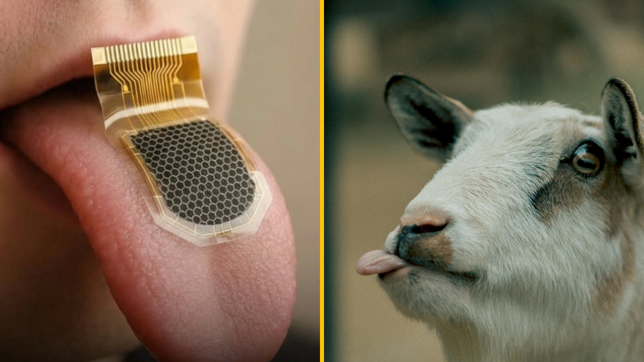 Elektronický senzor na ľudskom jazyku a koza vyplazujúca jazyk, koláž.