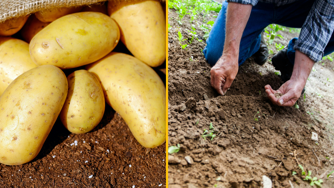 Čerstvo zozbierané zemiaky vedľa záhradníka pripravujúceho pôdu na výsadbu v záhrade.