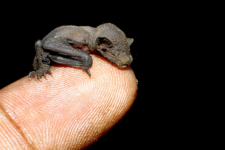 Mládě netopiera na prste, detailný pohľad na miniatúrneho cicavca proti čiernemu pozadiu.