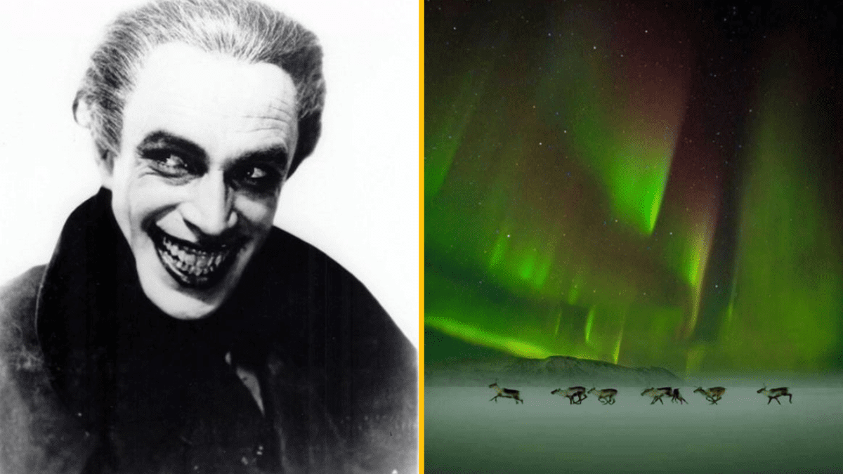 Čiernobiely portrét a polárna žiara nad stádom sobov na nocnej oblohe.