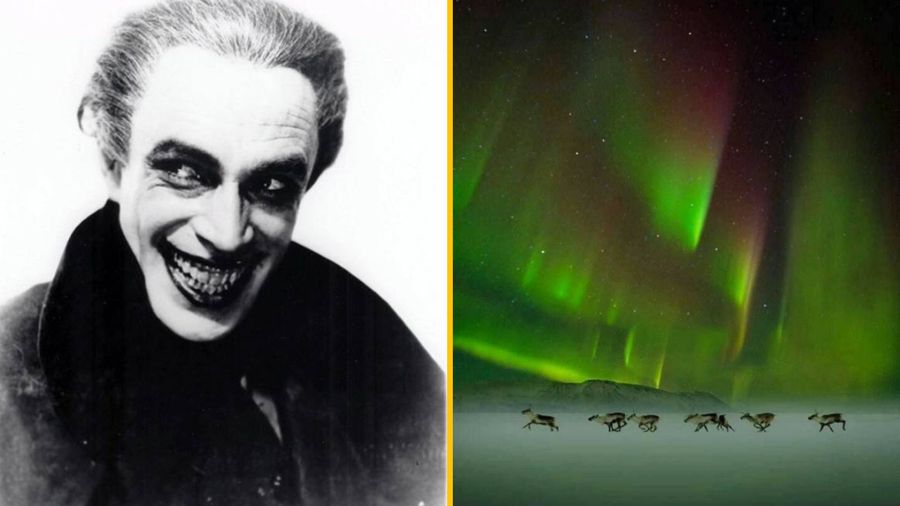 Čiernobiely portrét a polárna žiara nad stádom sobov na nocnej oblohe.