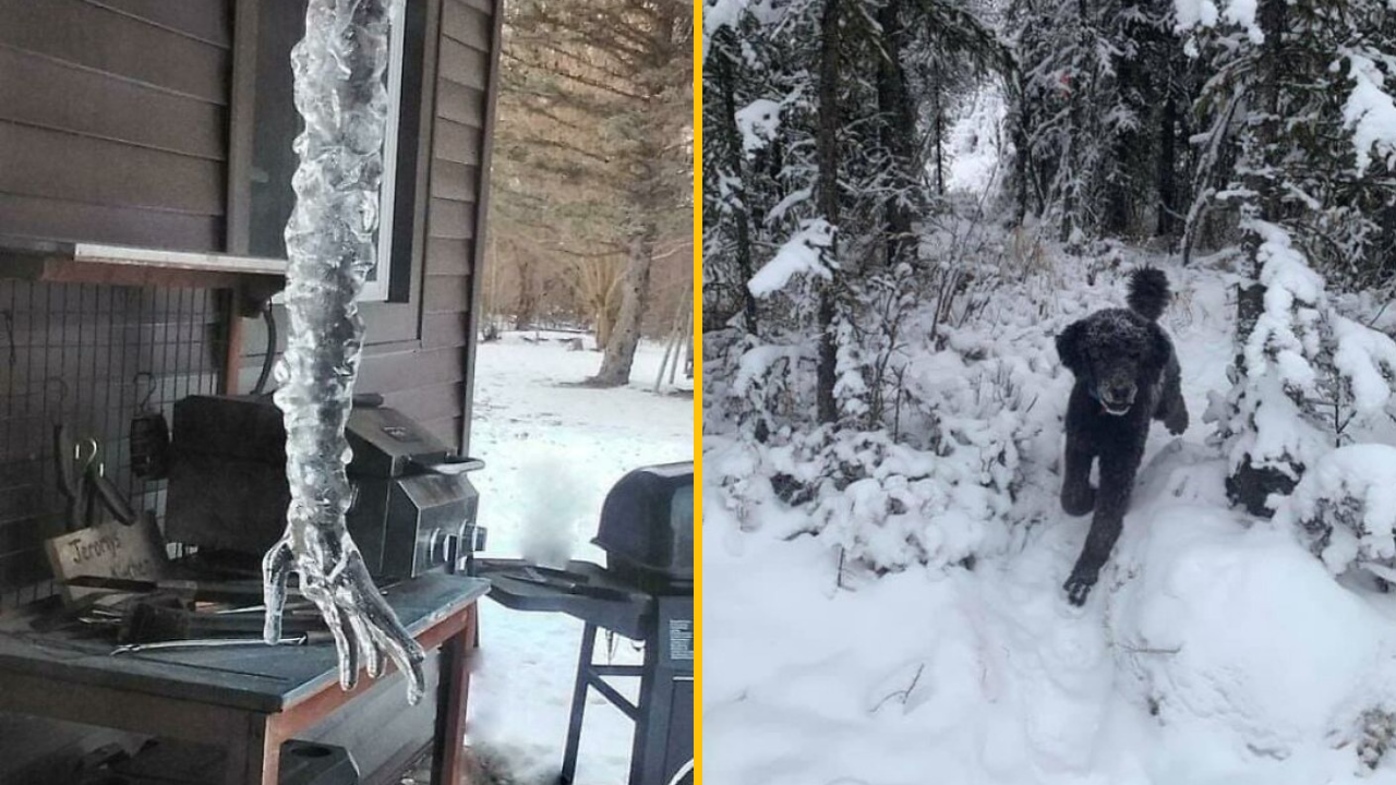 Ľadový cencúľ visí nad vonkajším grilom; čierny pes beží zasneženým lesom.