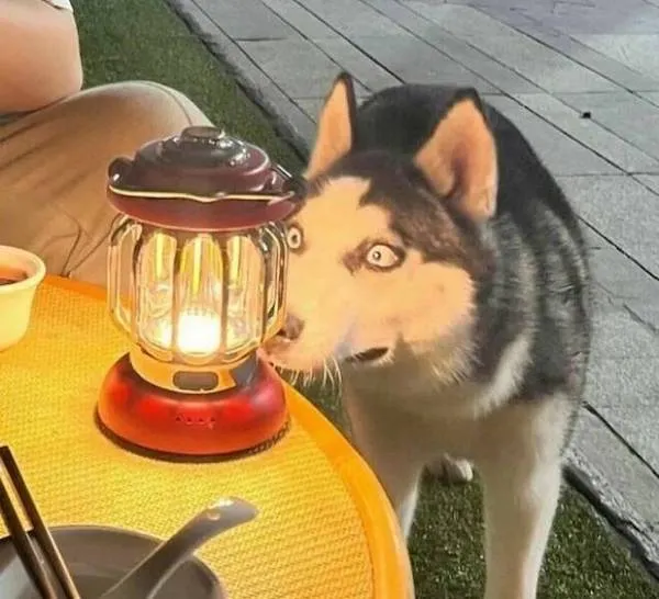 Pes husky skúma svietiacu lampu na stole, zvedavý pohľad v noci.