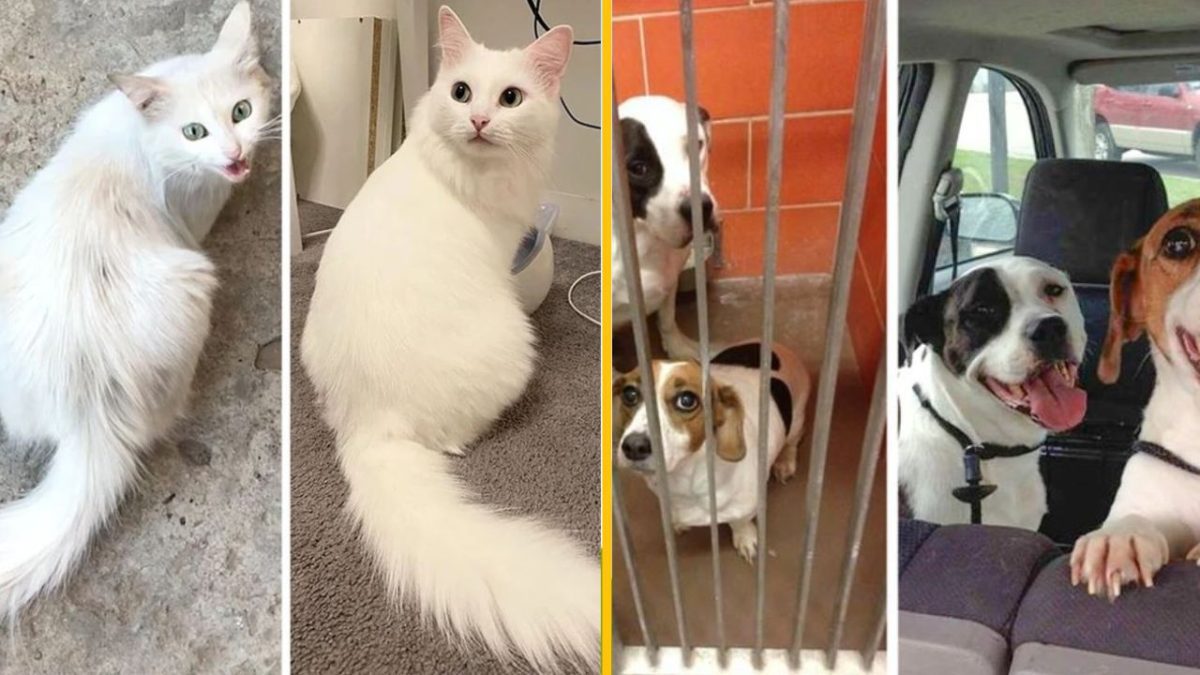 Mačky a psy pred a po adopcii: Šťastné tvory v nových domovoch.