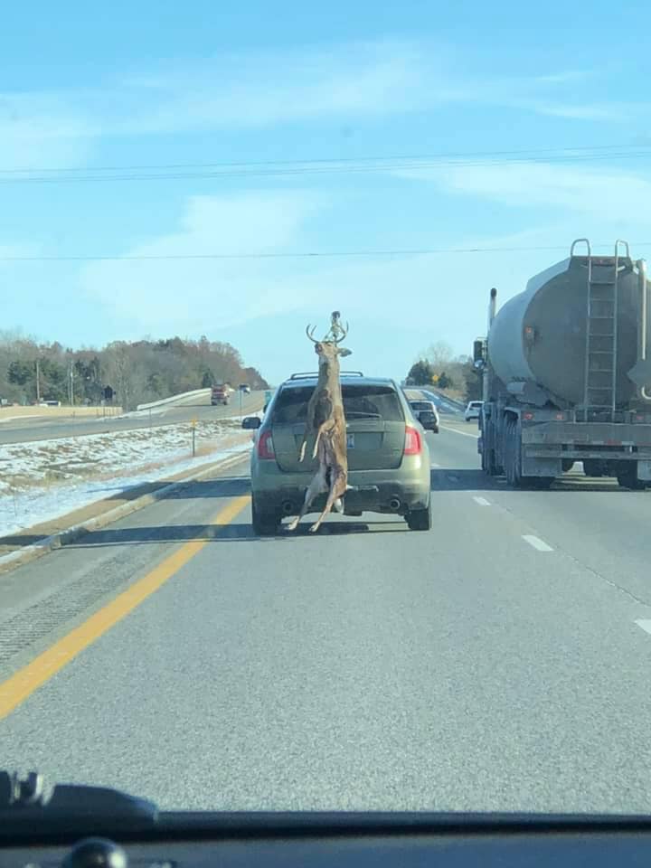 Auto s loveným jeleňom na diaľnici vedľa kamióna.