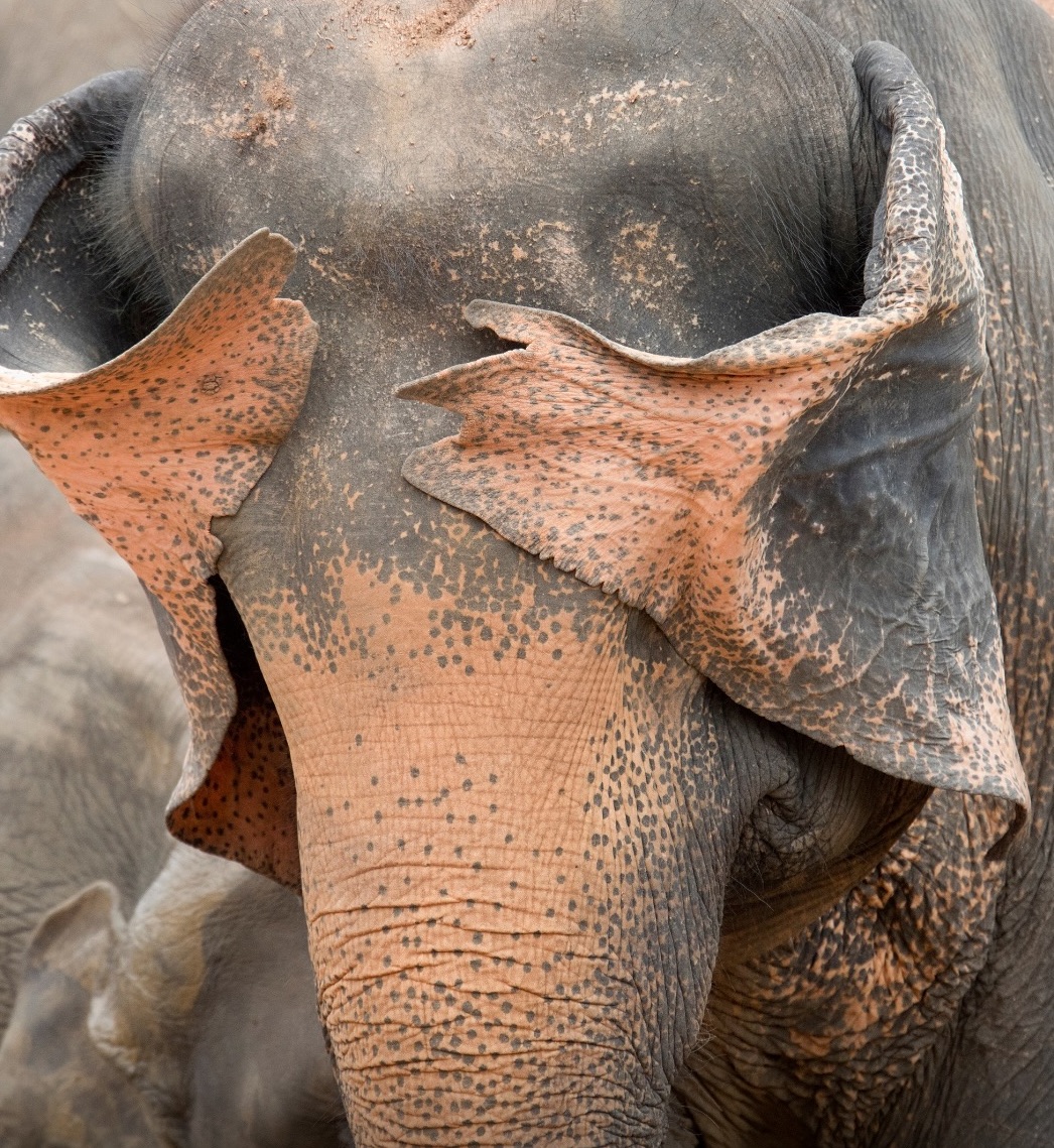 Slon s výrazne sfarbenými ušami a textúrovanou kožou, pohľad zblízka.