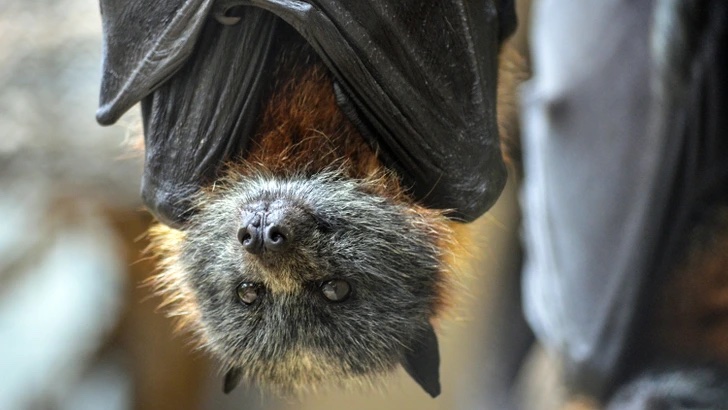 Visiaca lietajúca líška s roztomilým výrazom, detailný pohľad na netopiera, prírodný habitat.