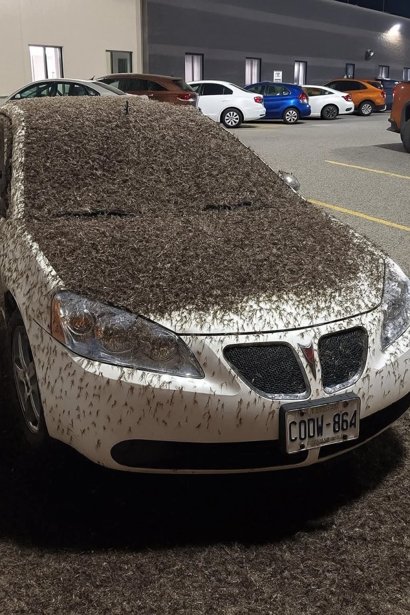 Auto pokryté stovkami hmyzu na parkovisku, nočné osvetlenie, iné autá v pozadí.