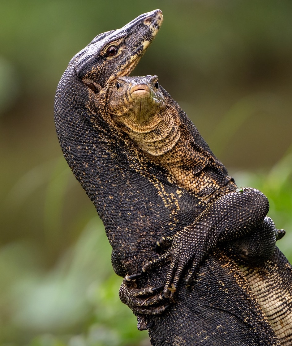 Dva jaštery v objatí so zeleným rozmazaným pozadím.