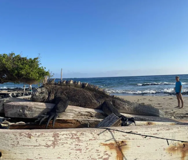 Leguán oddychujúci na dreve pri mori, s človekom a oceánom v pozadí na slnečnej pláži.