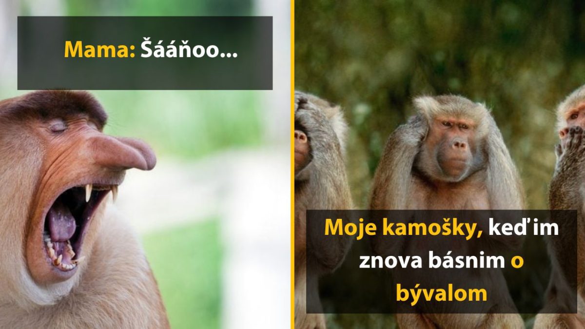 Opičia tvár s výrazom prekvapenia a tri opice s neutrálnym výrazom, s textom o reakciách na rozhovor o bývalom.