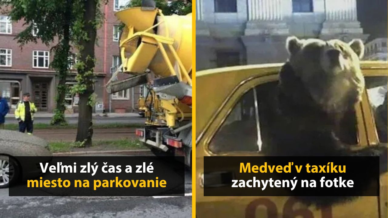 Betón zmrašťujúci sa na auto; prekvapený medveď vykúka z taxíka.