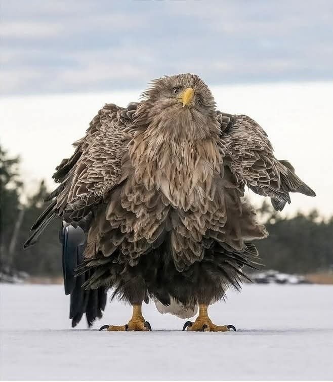 Orol sediaci na snehu s rozprestretými krídlami, pripravený na vzlet v zimnej krajine.