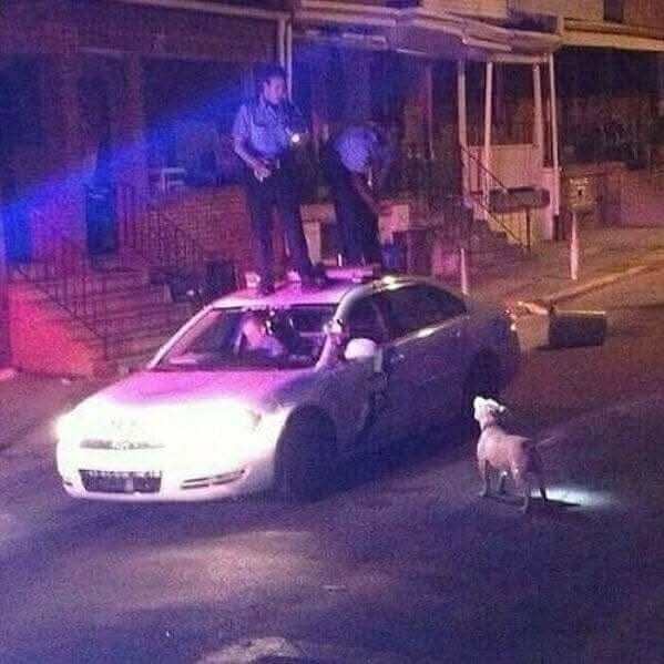 Policajti na streche auta konfrontujú psa na ulici za nočného osvetlenia.