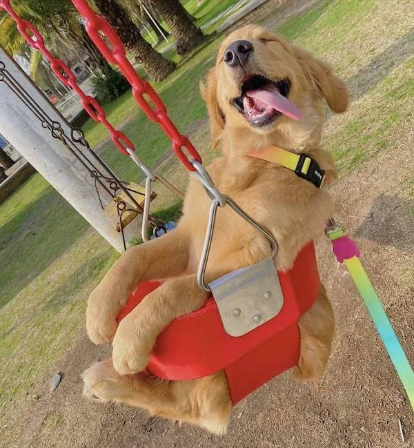 Zlatý retríver sa teší na hojdačke v parku, jazyk má vonku a vychutnáva si slnečný deň.