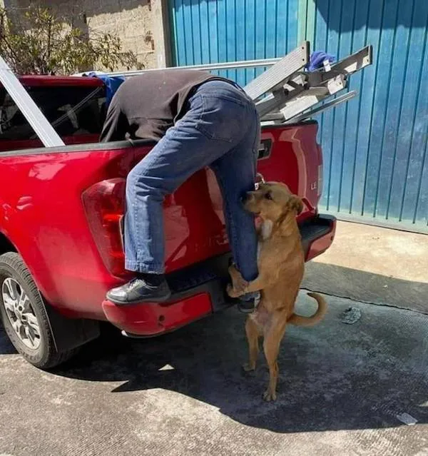 Muž v korbe červeného auta hľadá náradie, zatiaľ čo pes pozoruje a dotýka sa jeho nohy.