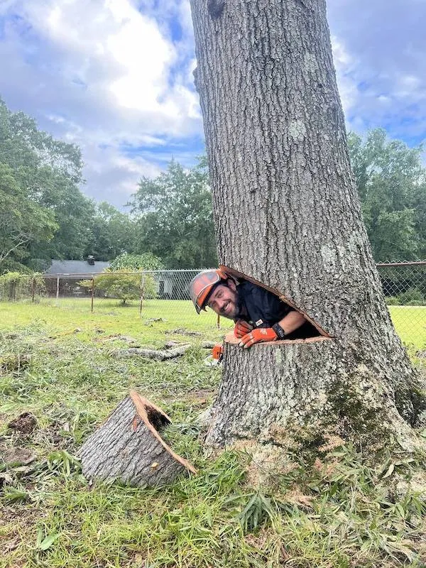 Drevár vykúka z vyrezaného otvoru v kmeni stromu na záhrade, usmieva sa a nosí ochrannú prilbu a rukavice.
