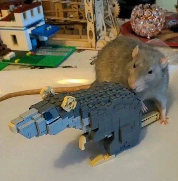 Potkan vedľa LEGO modelu potkana na stole s farebnými stavebnicami v pozadí.
