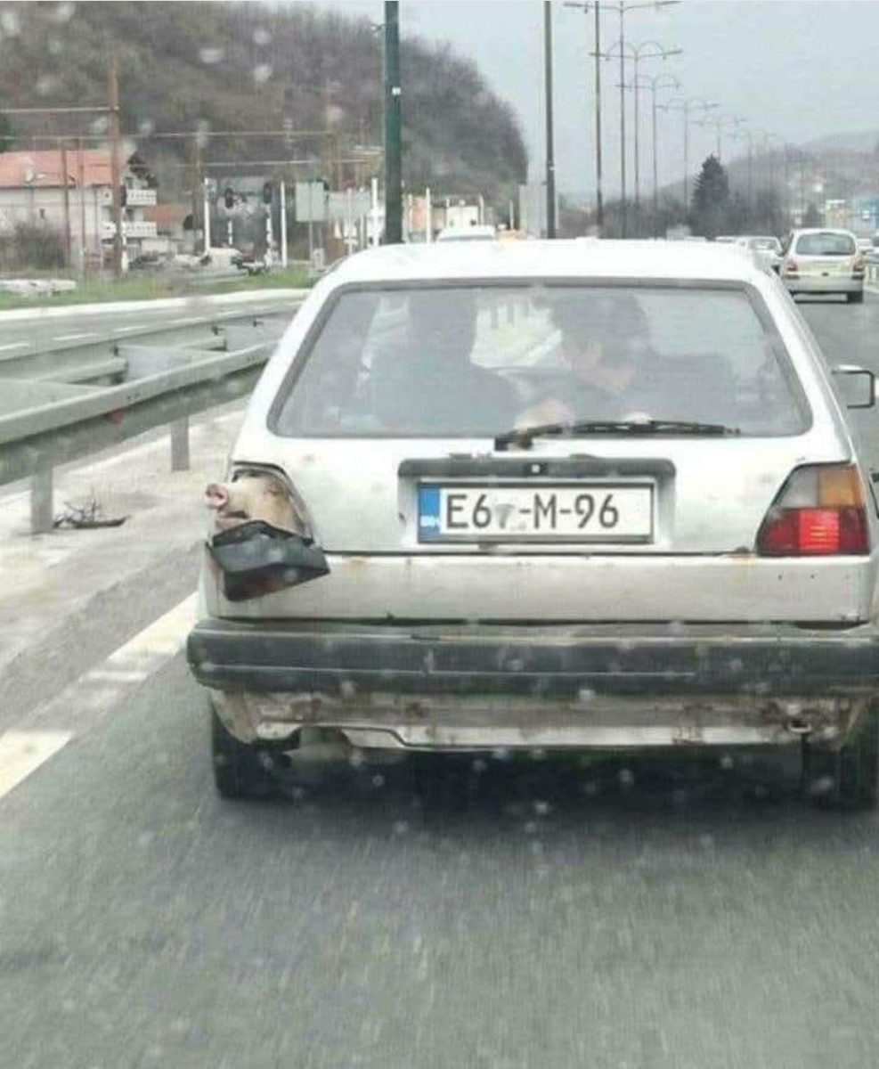Auto s otvoreným kufrom a prasiatkom vyčnievajúcim zo zadnej časti, na ceste.