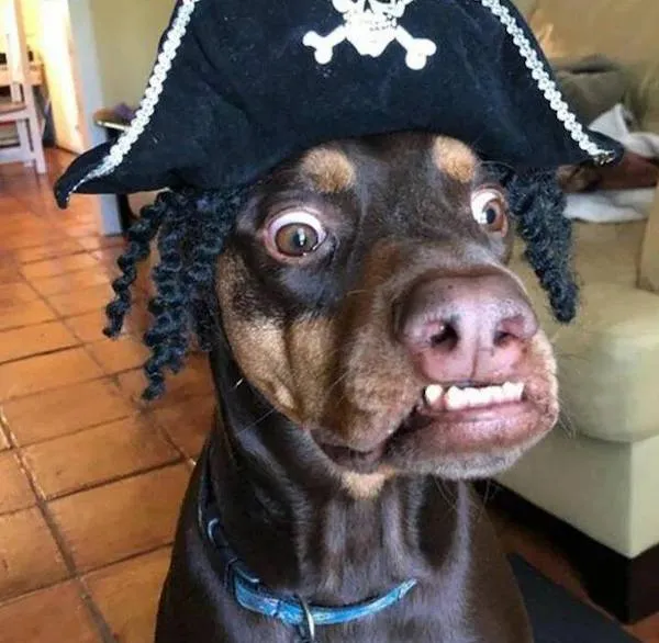 Psy vo vtipných kostýmoch: pes s pirátskou čiapkou prekvapene pozerá v interiéri domu.