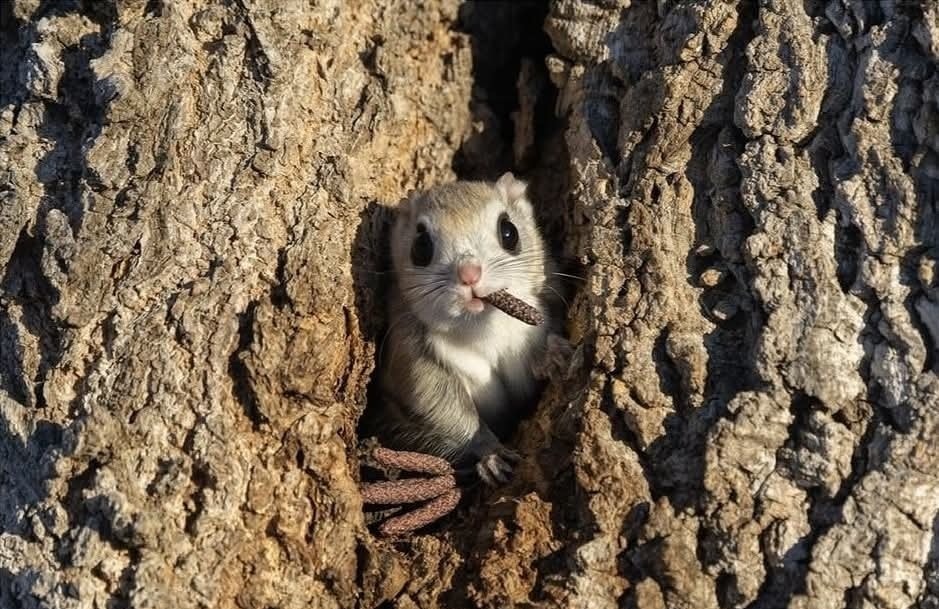 Malá veverička vykukuje z dutiny stromu, drží potravu v ústach a vychutnáva si pokojné popoludnie.