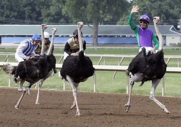 Jazdci na pštrosoch v pretekoch na dráhe, úsmevy a dynamika na neobvyklom športe vonku.