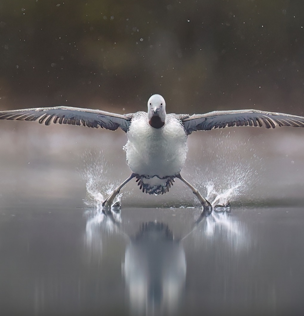 Vták pristáva na vode s rozprestretými krídlami, vytvára lom vzduchu a vody.
