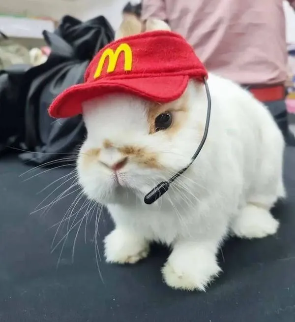 Králik s červenou šiltovkou a mikrofónom, pripravený na prácu ako rozkošný zamestnanec rýchleho občerstvenia.