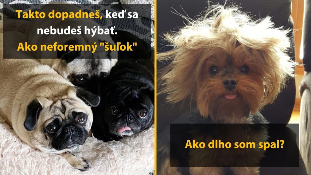 Tri ležiace mopslíky a rozospatý psík s rozstrapatenou srsťou v koláži s humornými textami.