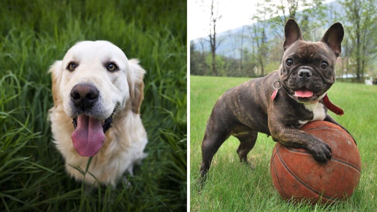 Zlatý retríver v tráve a francúzsky buldog s basketbalovou loptou vonku na lúke so zelenou trávou.