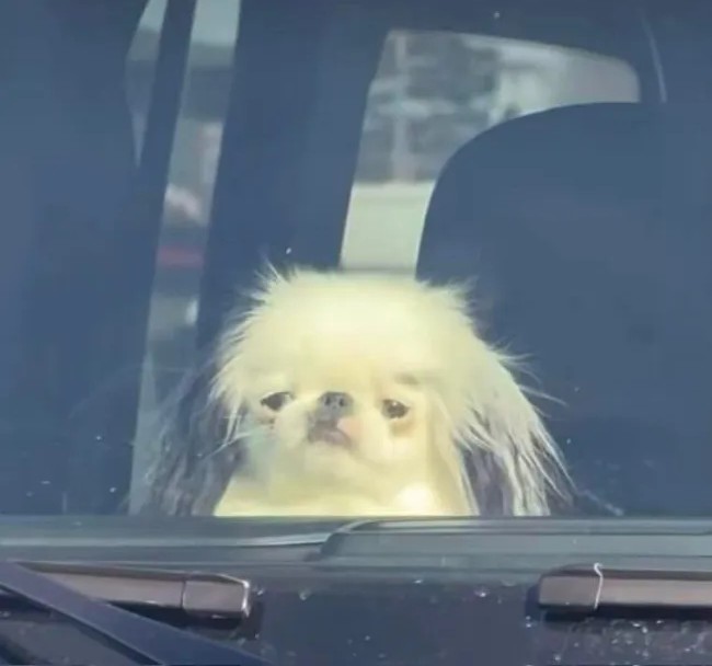 Pes s roztomilým rozstrapkaným výzorom sedí v aute za čelným sklom, zvedavo sledujúc okolie.