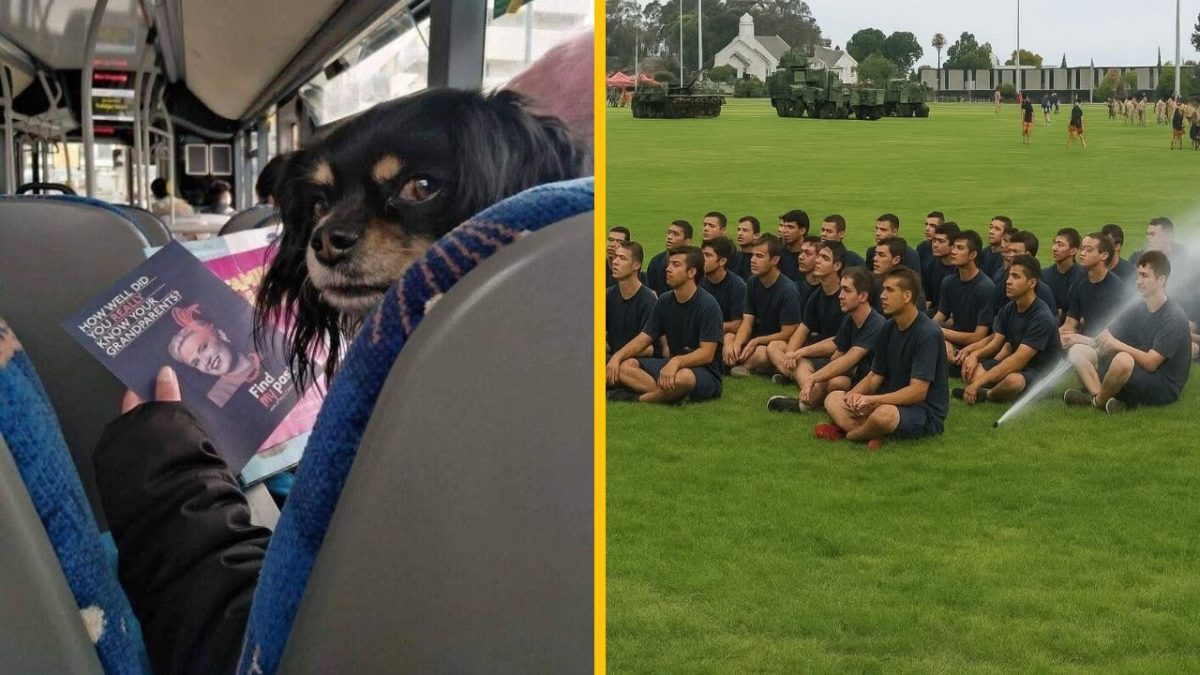 Pes v autobuse číta noviny; vojaci sedia na tráve pri zavlažovači.