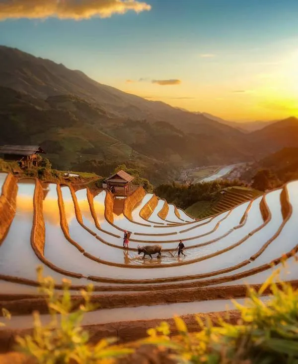 Terasy na ryžových poliach pri západe slnka s poľnohospodármi a byvolom; nádherné prírodné scenérie a kultúrna krajina.