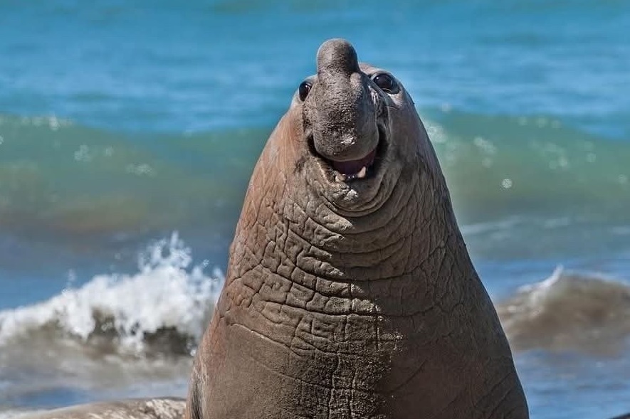 Veselý lachtan sa usmieva na slnečnej pláži pri oceáne s vlnami.