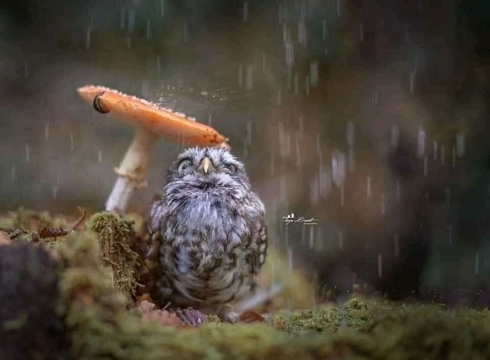 Sova schovaná pred dažďom pod hubou v lese počas daždivého dňa.