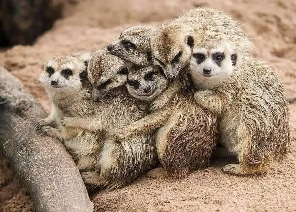 Skupina surikát sa láskyplne objíma na piesočnatej pôde v zoologickej záhrade.